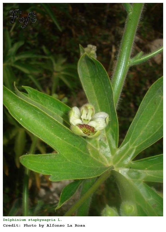 Delphinium staphysagria L.